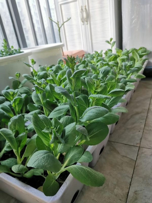 菜心（Choy Sum）：圖片 2