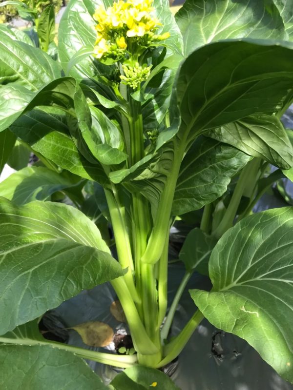 菜心（Choy Sum）
