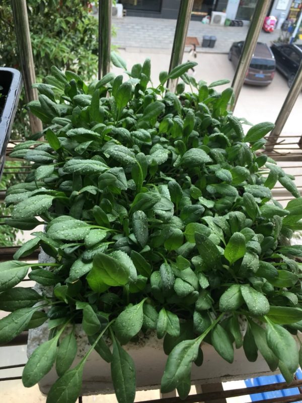 菠菜（Spinach）：圖片 4