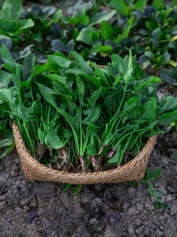 菠菜（Spinach）