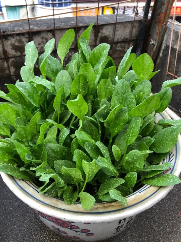 菠菜（Spinach）：圖片 3