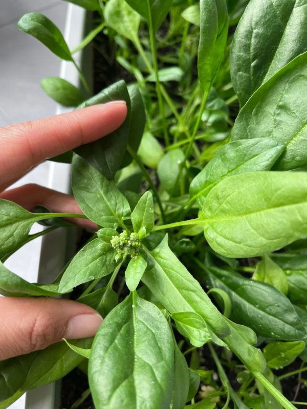 菠菜（Spinach）：圖片 2