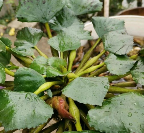 菱角（Trapa natans）：圖片 3