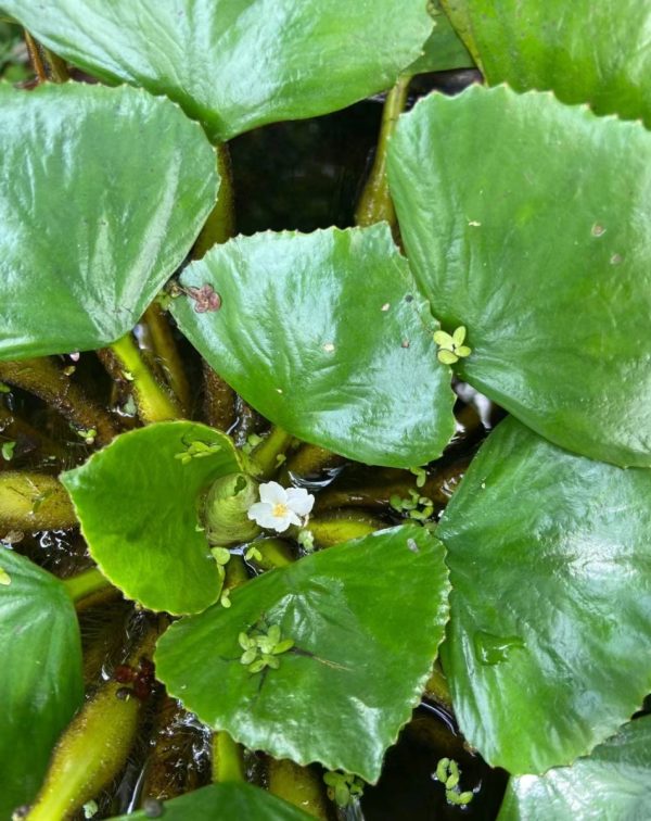 菱角（Trapa natans）：圖片 2
