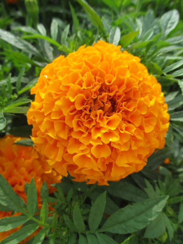 萬壽菊（Gazania rigens）