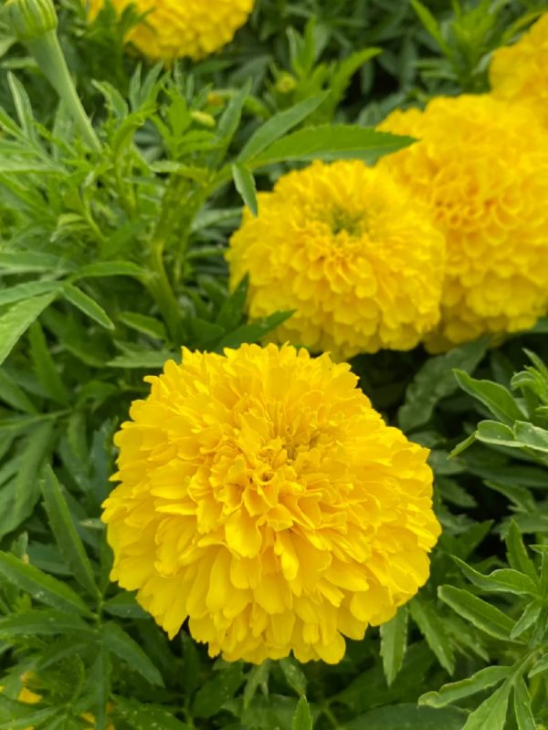 萬壽菊（Gazania rigens）：圖片 2