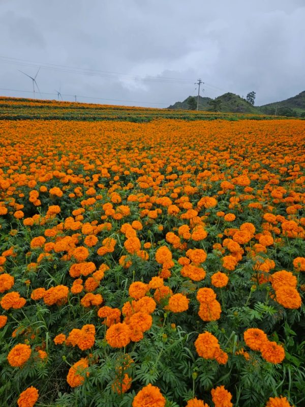 萬壽菊（Gazania rigens）：圖片 4