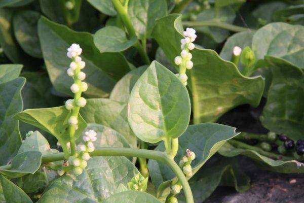 皇宮菜（落葵（Basella）