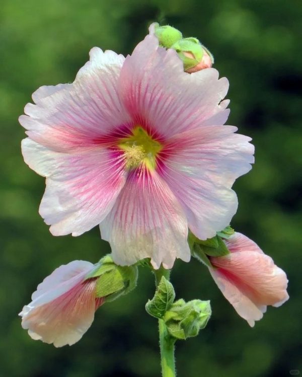 蜀葵（Alcea rosea）