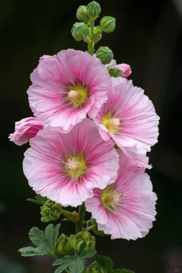 蜀葵（Alcea rosea）：圖片 2