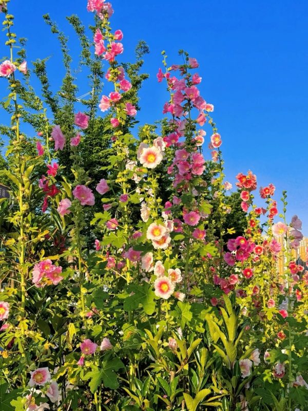 蜀葵（Alcea rosea）：圖片 4