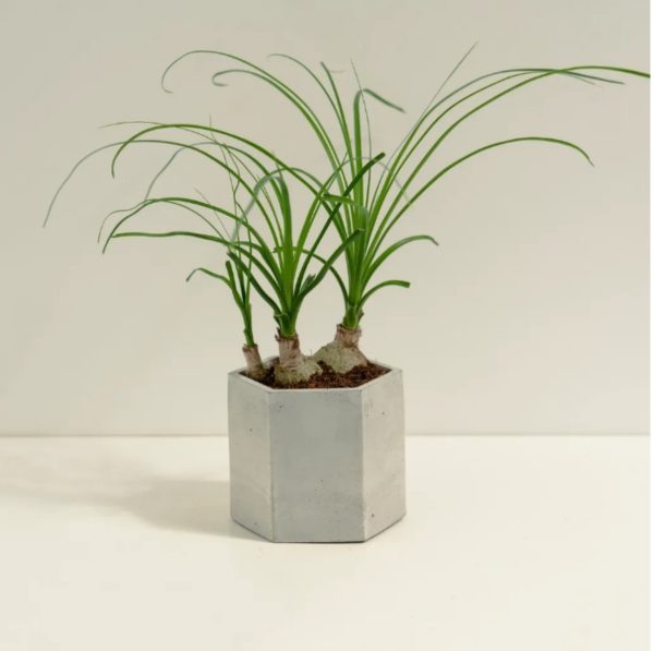 酒瓶蘭（Beaucarnea recurvata）：圖片 2