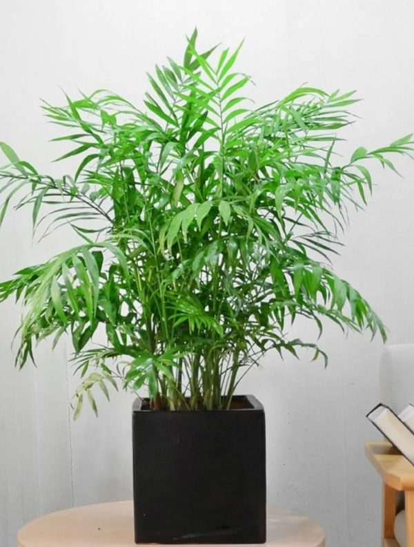 袖珍椰子（Chamaedorea elegans）