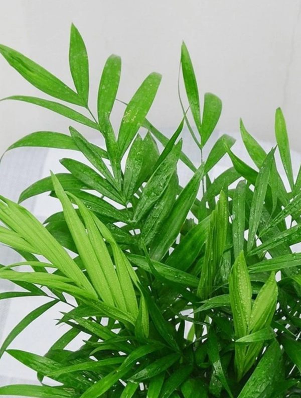 袖珍椰子（Chamaedorea elegans）：圖片 2
