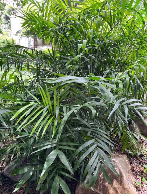 袖珍椰子（Chamaedorea elegans）：圖片 4