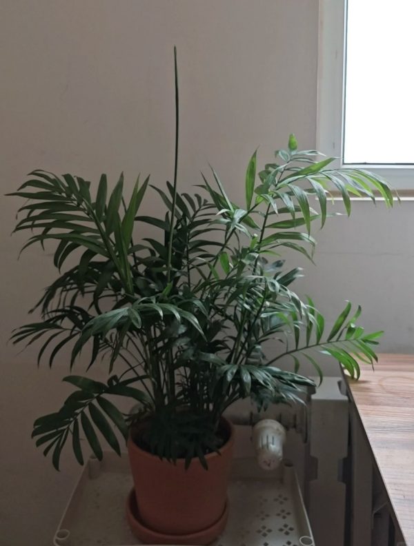袖珍椰子（Chamaedorea elegans）：圖片 3