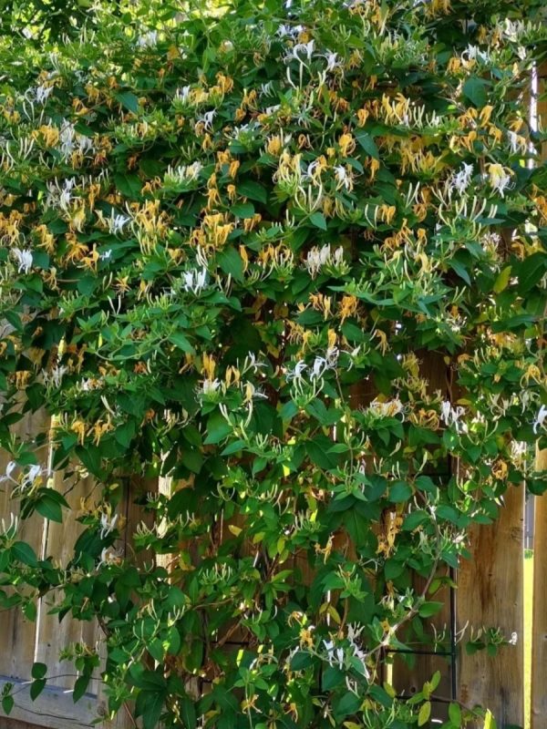 金銀花（Lonicera japonica）：圖片 4