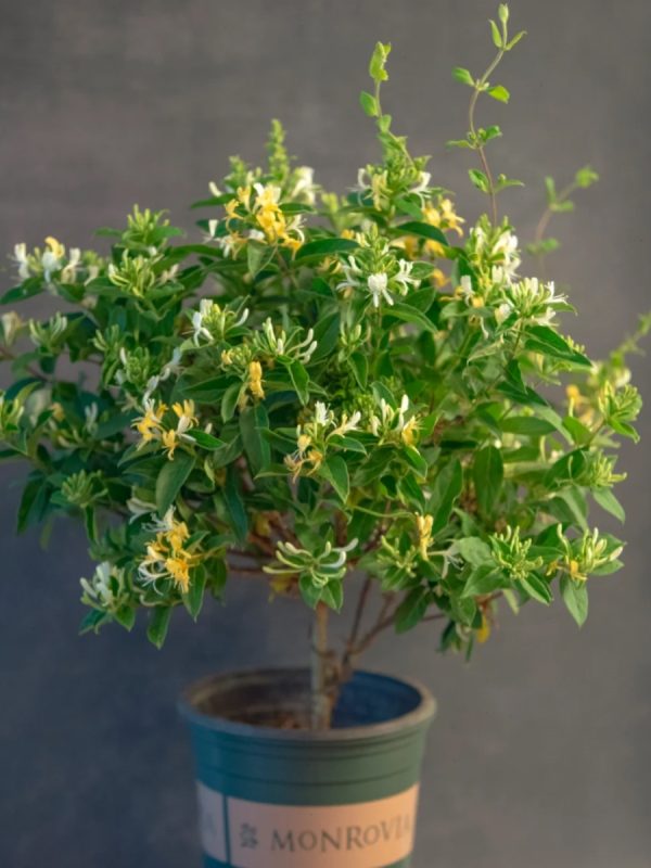 金銀花（Lonicera japonica）：圖片 3