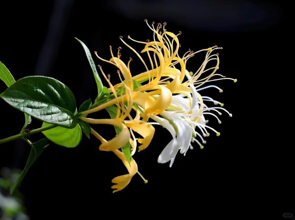 金銀花（Lonicera japonica）