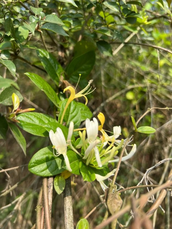 金銀花（Lonicera japonica）：圖片 2