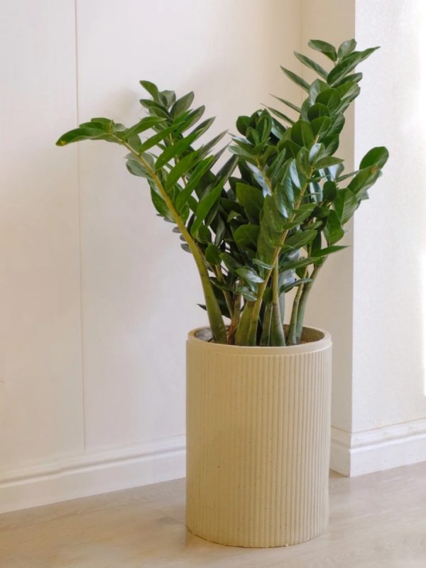 美鐵芋（金錢樹、Zamioculcas zamiifolia）：圖片 4