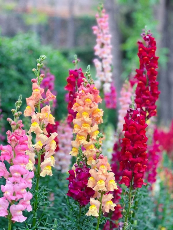 金魚草 （Antirrhinum majus）：圖片 4