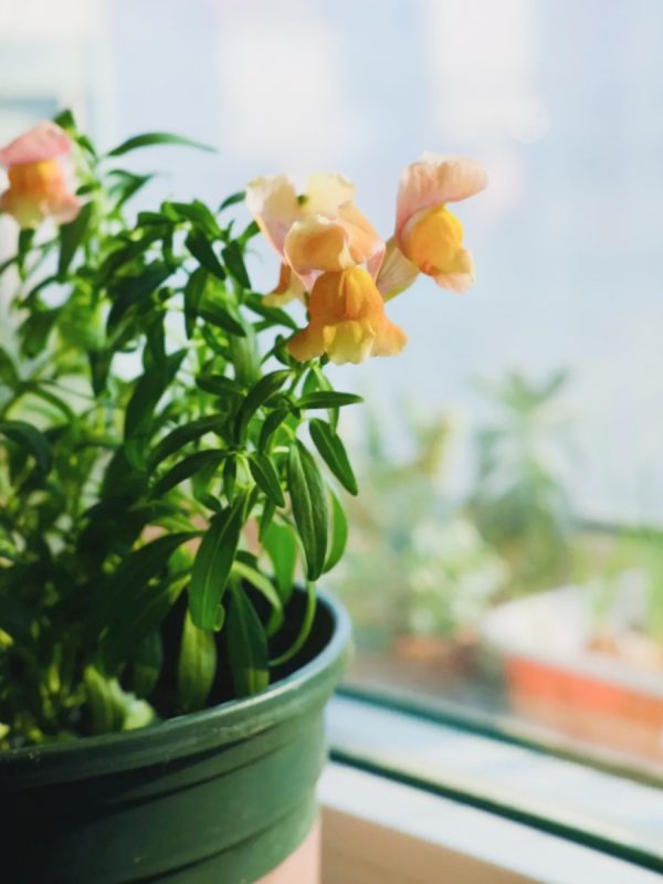 金魚草 （Antirrhinum majus）：圖片 3