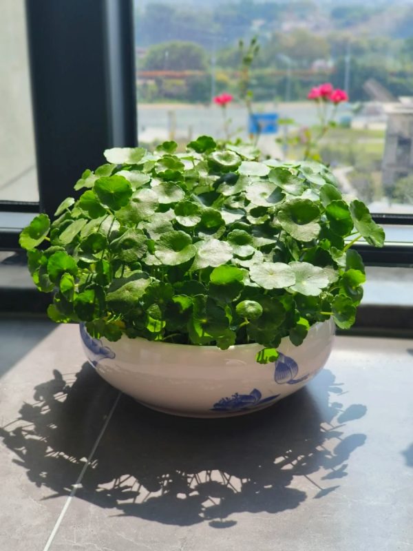 銅錢草（Hydrocotyle vulgaris）：圖片 3