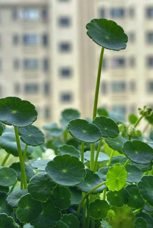 銅錢草（Hydrocotyle vulgaris）：圖片 2
