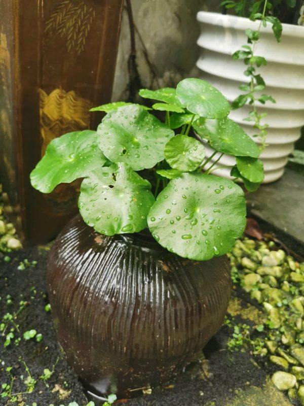 銅錢草（Hydrocotyle vulgaris）