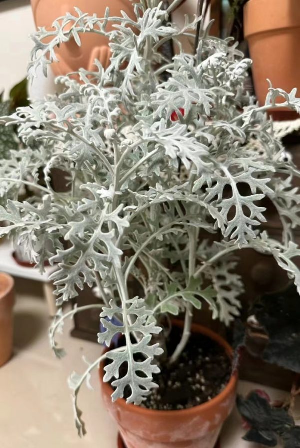銀葉菊（Senecio cineraria）：圖片 3