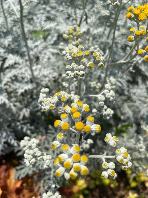 銀葉菊（Senecio cineraria）：圖片 4