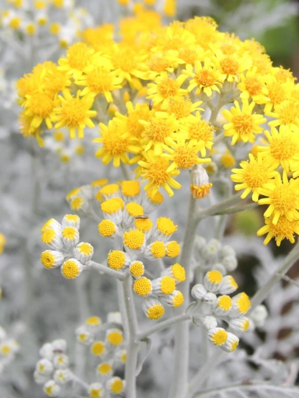 銀葉菊（Senecio cineraria）：圖片 2