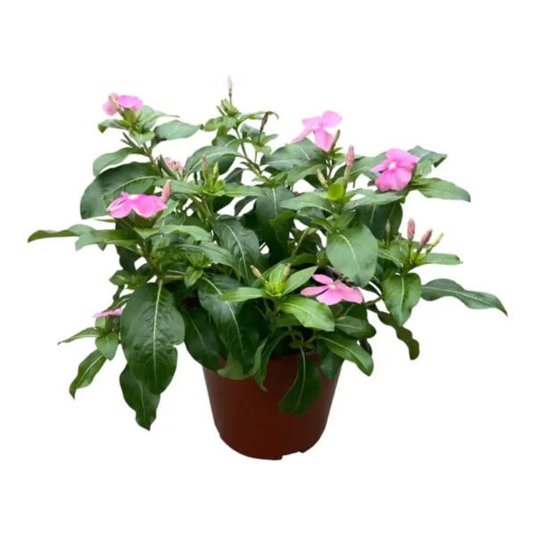 日日春（長春花、Catharanthus roseus）：圖片 3
