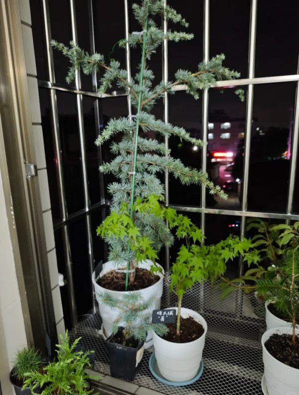雪松（Cedrus spp.）：圖片 3