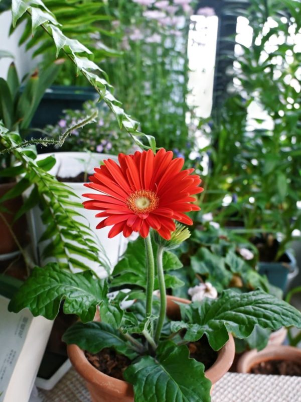 非洲菊（太陽紅、 Gerbera jamesonii）：圖片 3