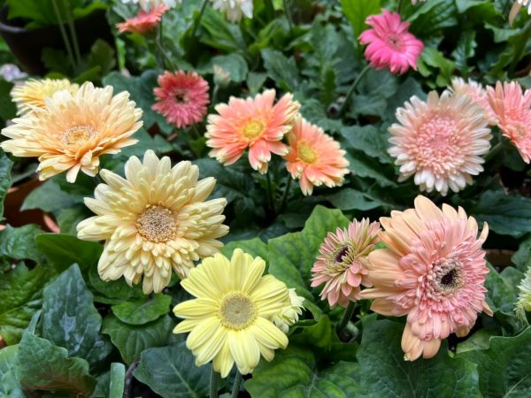 非洲菊（太陽紅、 Gerbera jamesonii）：圖片 2