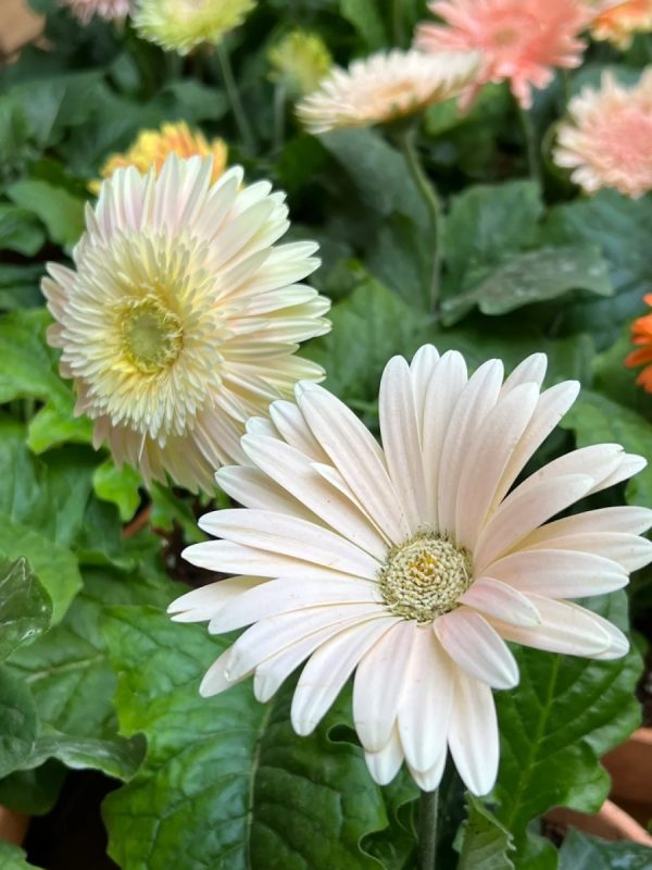 非洲菊（太陽紅、 Gerbera jamesonii）