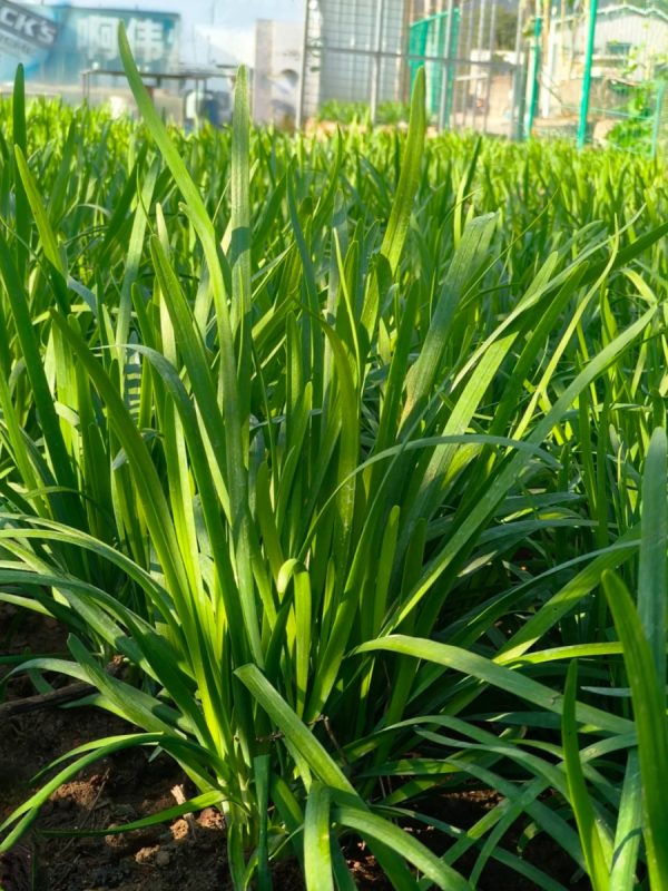 韭菜（Allium tuberosum）：圖片 4