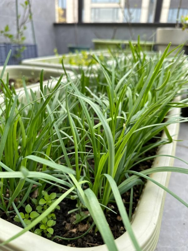 韭菜（Allium tuberosum）：圖片 3