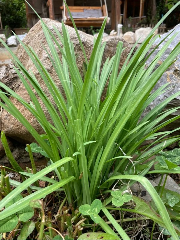韭菜（Allium tuberosum）