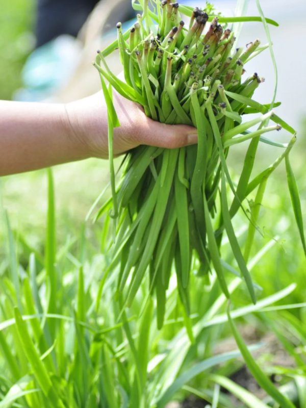 韭菜（Allium tuberosum）：圖片 2