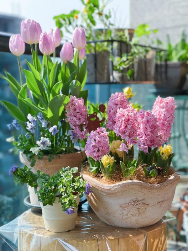 風信子（Hyacinthus orientalis）：圖片 3