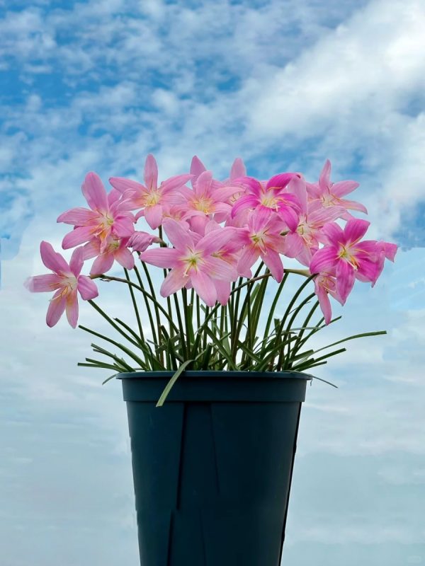 風雨蘭（Zephyranthes spp.）：圖片 2