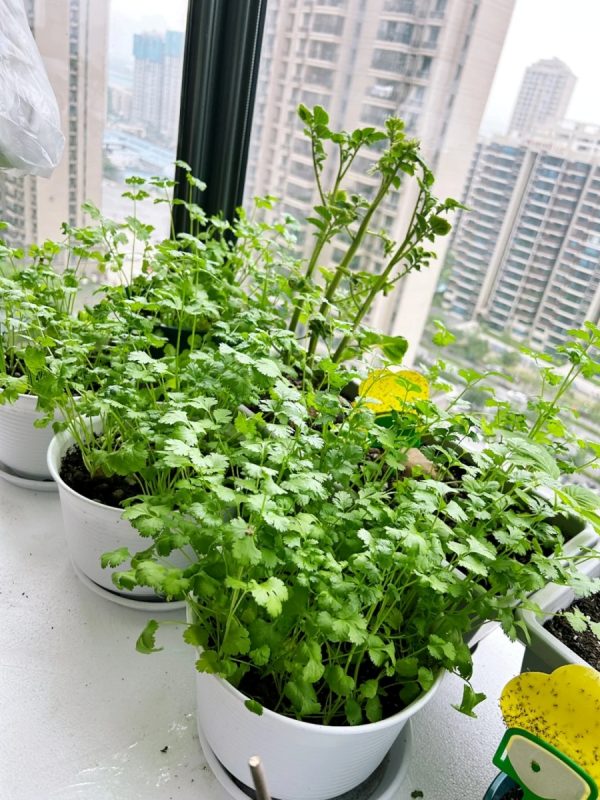 香菜（芫荽、Coriander）：圖片 3