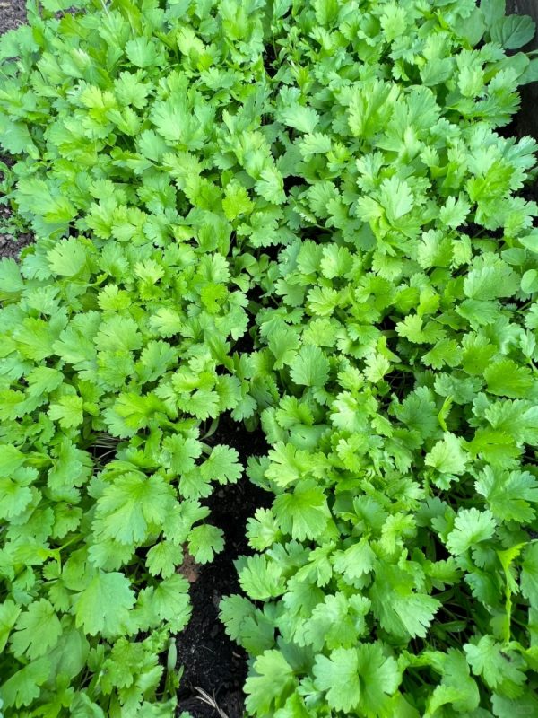 香菜（芫荽、Coriander）：圖片 4