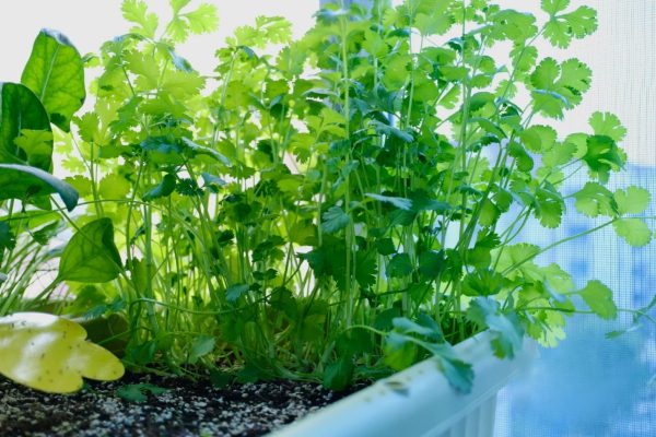 香菜（芫荽、Coriander）