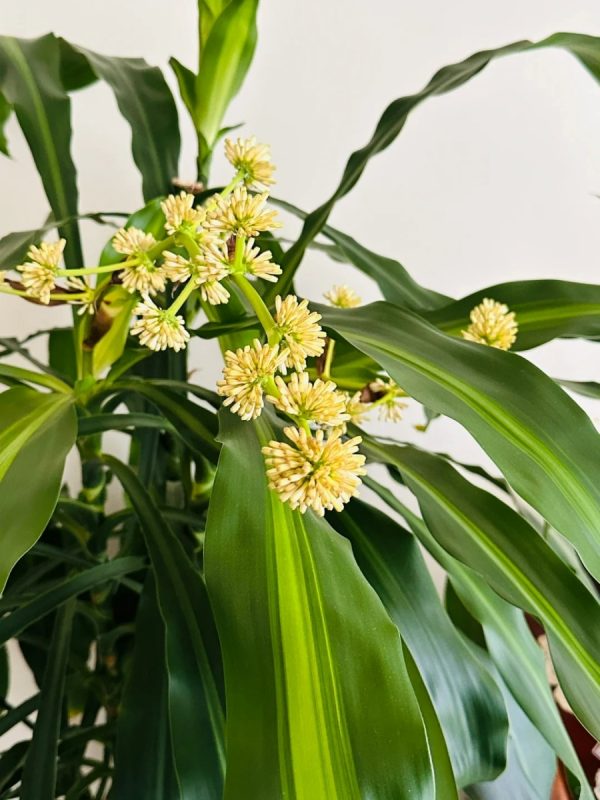 香龍血樹（巴西鐵樹、Dracaena fragrans）：圖片 2
