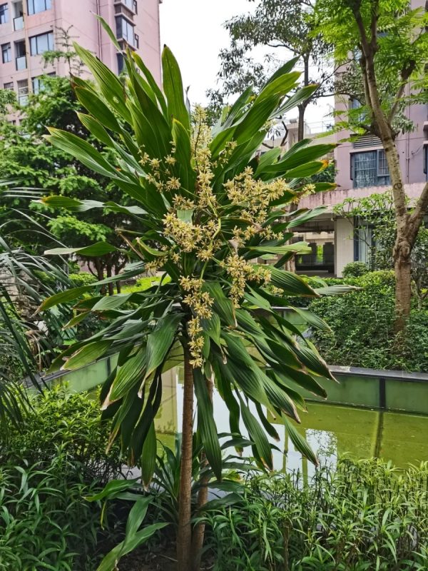 香龍血樹（巴西鐵樹、Dracaena fragrans）：圖片 4