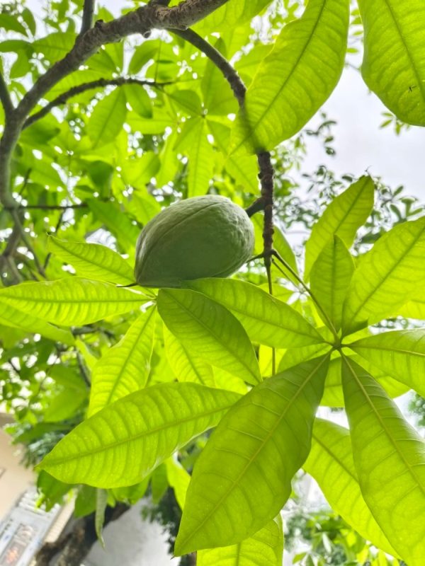 馬拉巴栗（發財樹Pachira aquatica）